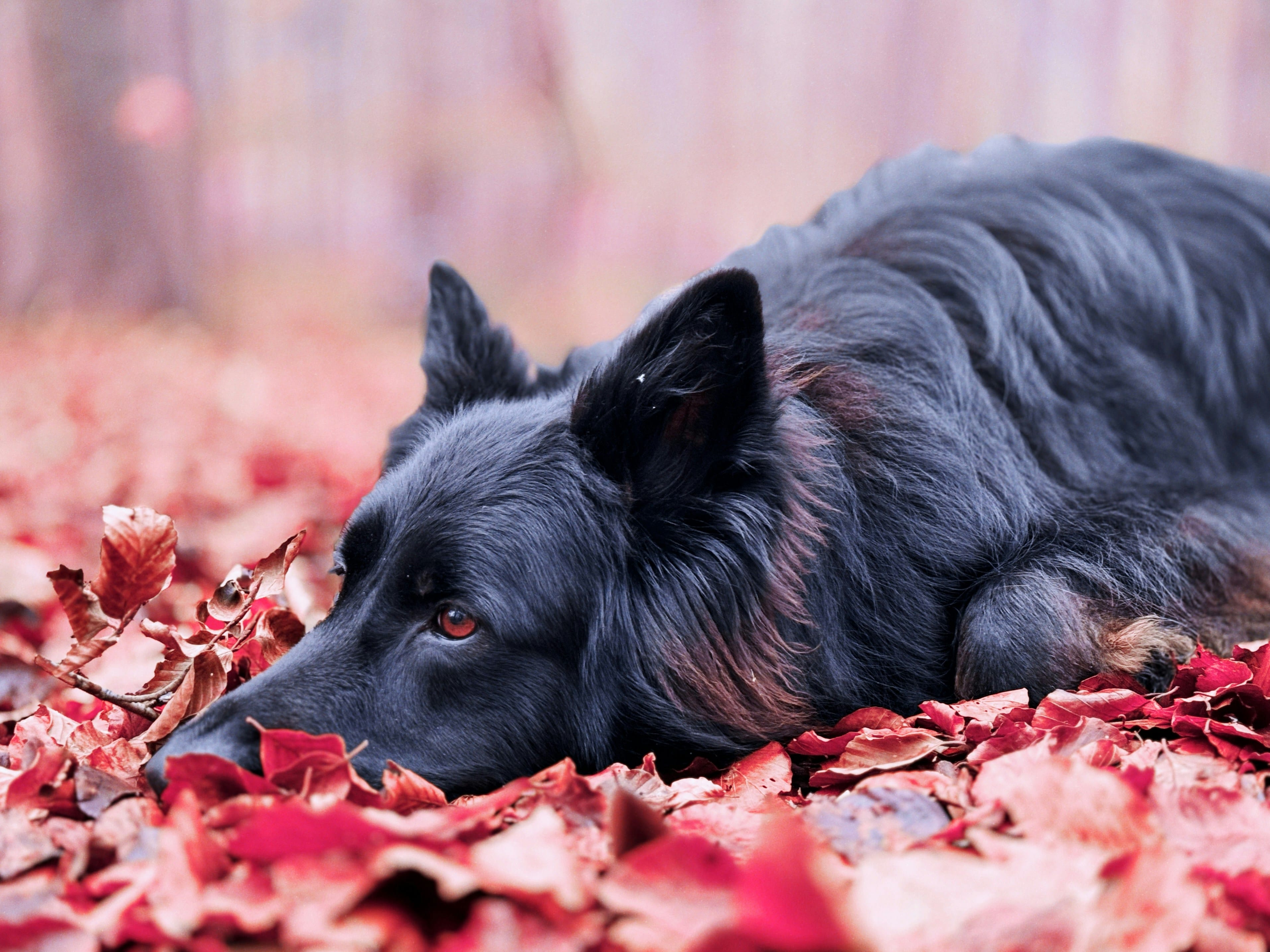 Visage d'un chien noir couché au milieu de feuilles d'arbre rouges